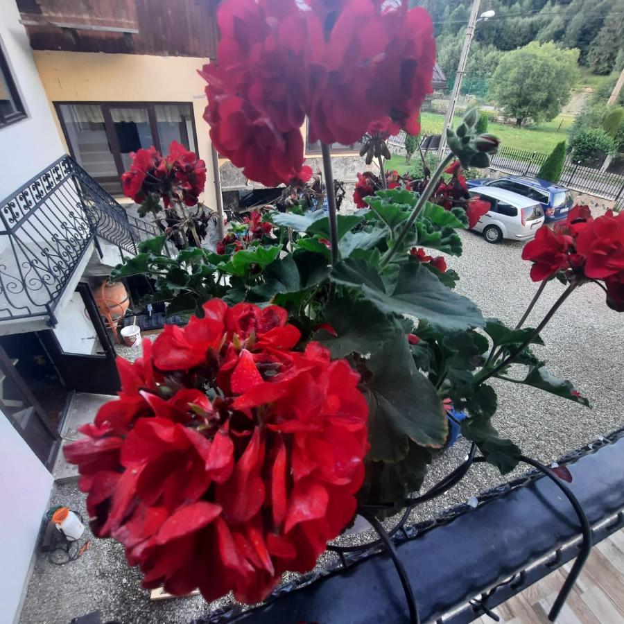 Casa Dana Olteanu Otel Moeciu De Sus Dış mekan fotoğraf